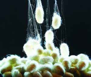 氨基酸整理劑JYK SAA-20