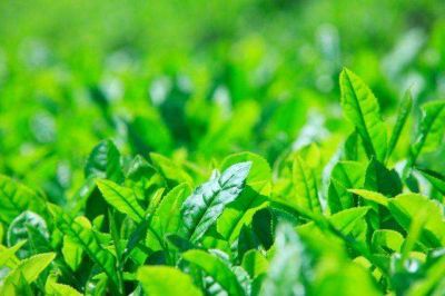 茶多酚整理劑JYK ECG 024