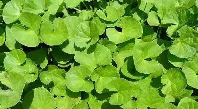 積雪草整理劑JYK CICA-150